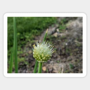 Green Onion Blossom 2 Sticker